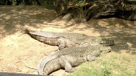 $Magar Crocodile.webp
