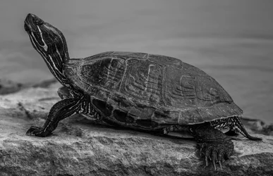 $Red-Earred Slider.webp $Red-Earred Slider.webp