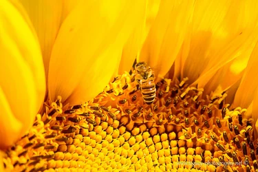 $Bee flying in sunflower.webp