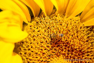 $Bee in Sunflower  - 2 - Macro.jpg