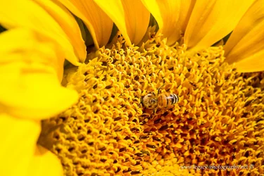 $Bee in Sunflower  - 2 - Macro.webp