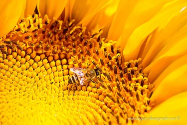 $Bee in Sunflower  - 5 - Macro.webp