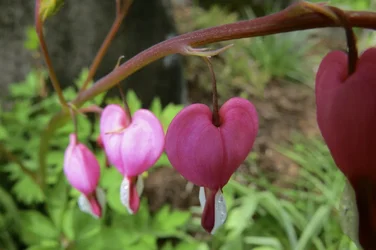 $bleeding heart2.webp