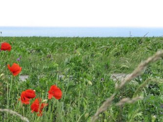 $Poppies and sea.jpg