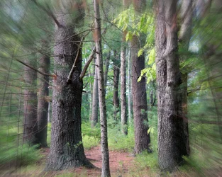 $Woodlands.webp