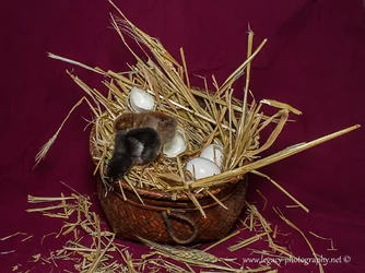 $Chickens in a basket.webp