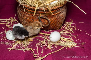 $Chickens out of a basket. -  3.webp