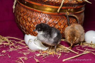 $Chickens out of a basket. -  7.webp