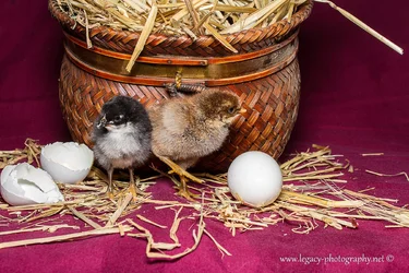 $Chickens out of a basket. - 2.webp