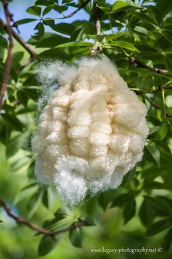 $Silk floss fruit pod - Ceiba speciosa - close up.jpg