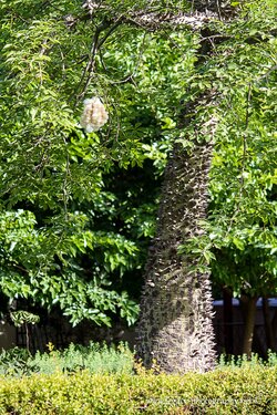 $Silk floss tree - hanging pod - Ceiba speciosa - 2.jpg