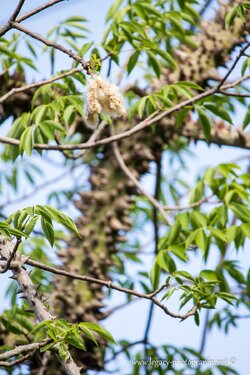 $Silk floss tree with pod - Ceiba speciosa.jpg