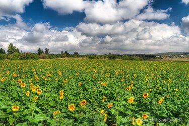 $Sunflower field - blue skies - 2.jpg