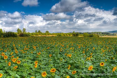 $Sunflower field - blue skies.jpg