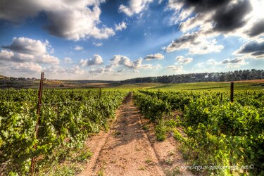 $Vineyard leading off into the distance - wide angle.jpg