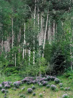 $Aspens and blue floral 8x10.webp