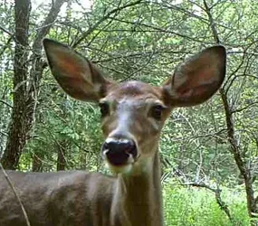$deer.webp $deer.webp