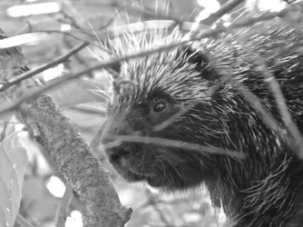 $Porcupine.webp