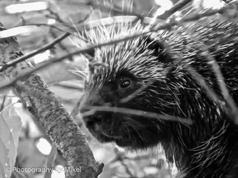$porcupine-edit.webp