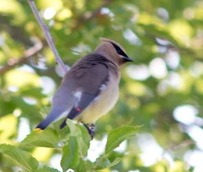 $bird-4.webp