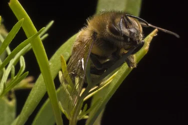 $Honey Bee Macro SML.webp