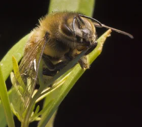 $Honey Bee Macro SML 2.webp