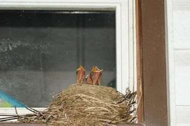 $baby birds.webp $baby birds.webp