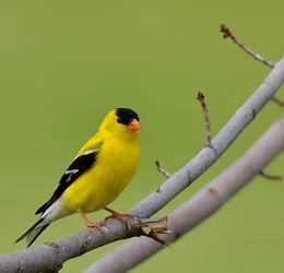 $Finch.webp