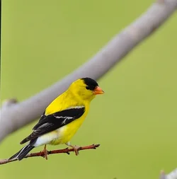 $Finch 2.webp
