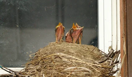$baby birds.webp $baby birds.webp