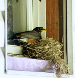 $Bird, 2.webp $Bird, 2.webp