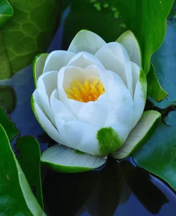 $IMG_0633.webp