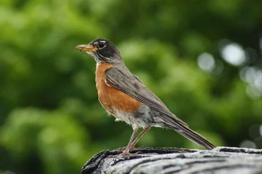 $American Robin1.webp $American Robin1.webp