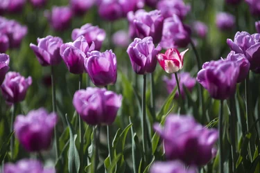 $tulips 3rds web 5820.webp