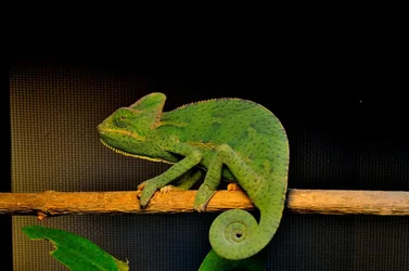 $Chameleon6-13-2014002_zpsf3820a69.webp $Chameleon6-13-2014002_zpsf3820a69.webp