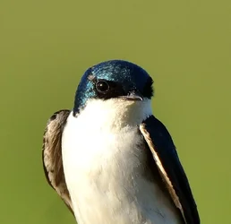 $Swallow Look into my eye.webp