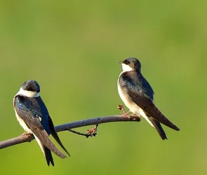 $Double Swallow.webp