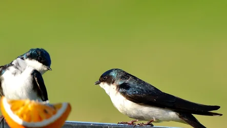 $Swallow, How do I look.webp
