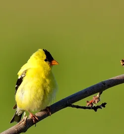 $Male goldfinch.webp