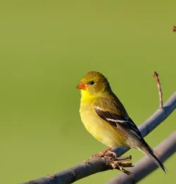 $Female goldfinch.webp