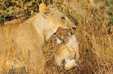 $exposuretours-lion-cub3.webp