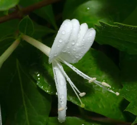 $flower with water droplets.small.webp