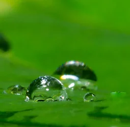 $Water drop on leaf.webp