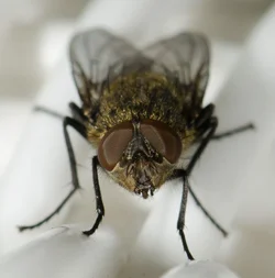 $Fly on chair-2.webp