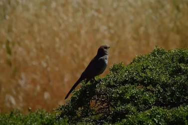$animals6-19-2014013_zps2e529097.webp