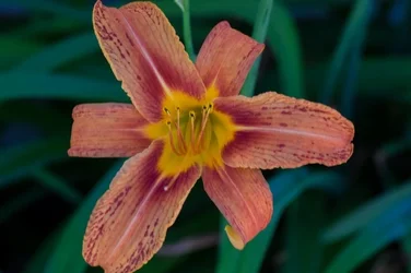 $flower (800x533).webp