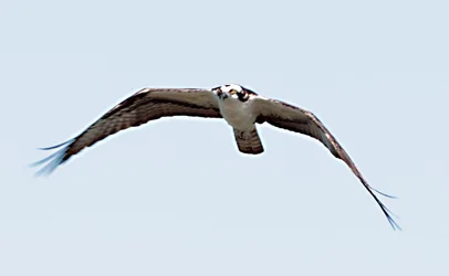 $First BIF Osprey.webp $First BIF Osprey.webp