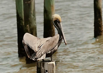 $Pelican.webp $Pelican.webp