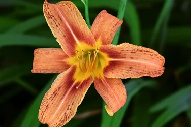 $daylily.webp