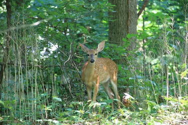 $deer1.webp $deer1.webp
